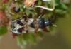 Scolopostethus sp.